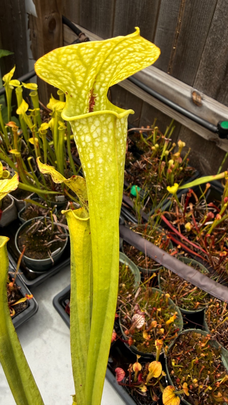 Sarracenia - 🔥🔥 (leucophylla HCW-F x flava rugelii-A, Wang) x [(flava or 🔥🔥 gallery