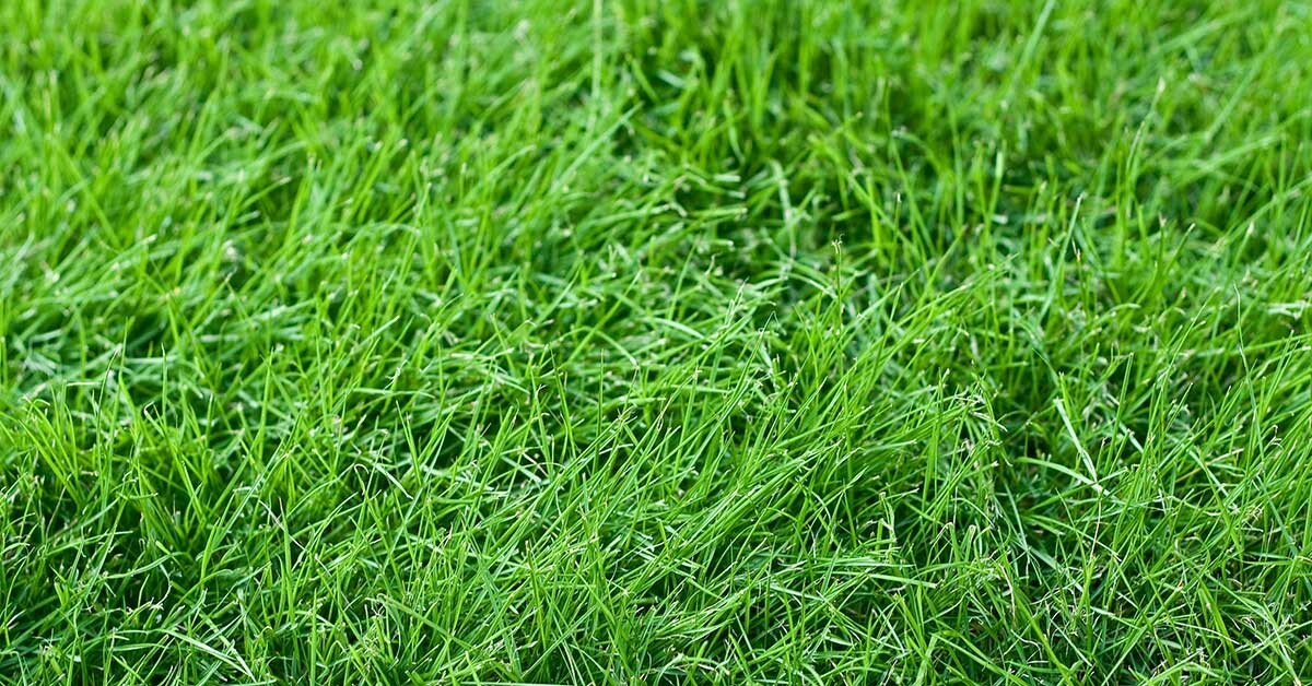 Lesco 080258 50 LB 24-0-1 Professional Turf Fertilizer - Quantity 1 gallery