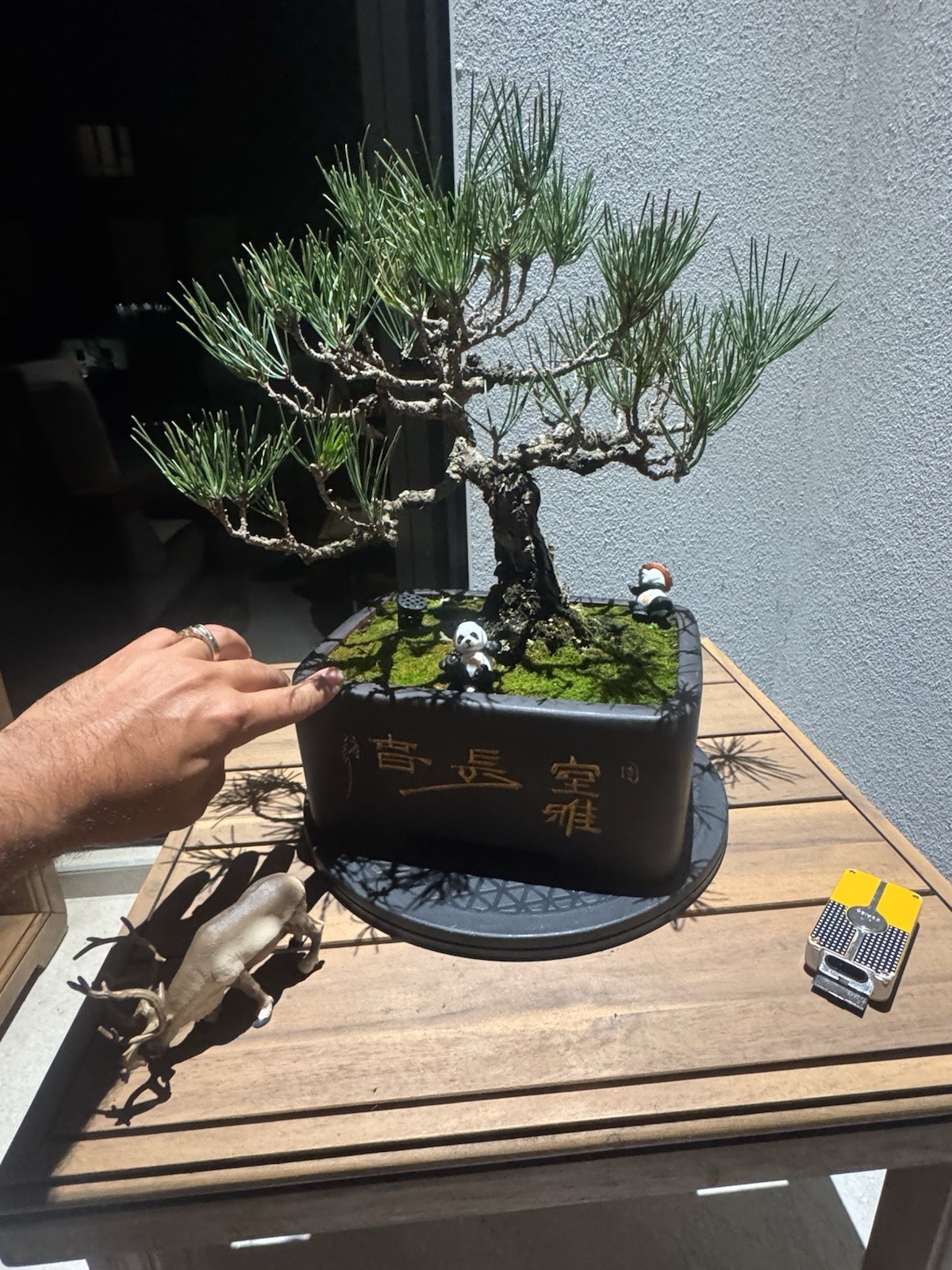 Japanese Black Pine, Bonsai Tree. Outdoor Evergreen At least 15 Years From JP gallery