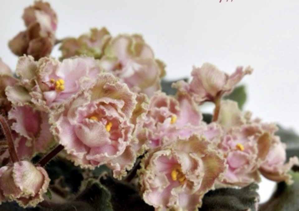 African Violet LE Kardamon Starter gallery