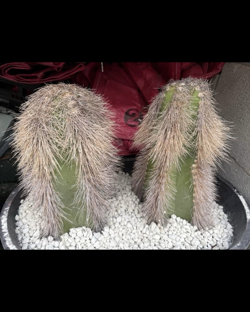 pachycereus schotti Cutting 🌵❤️ By Cactus And Succulent Lover 464