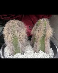 pachycereus schotti Cutting 🌵❤️ By Cactus And Succulent Lover 464
