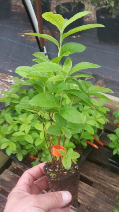 ( 1 ) - Mandarin Lights Orange Deciduous - Starter Plant ( 7L ) ( 1 live plant ) gallery