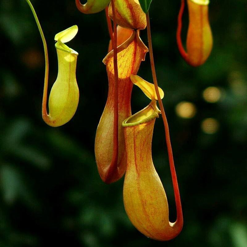 Nepenthes Macfarlanei ~ Spectacular Highland Large Pitcher Plant ~ RARE100Seeds gallery