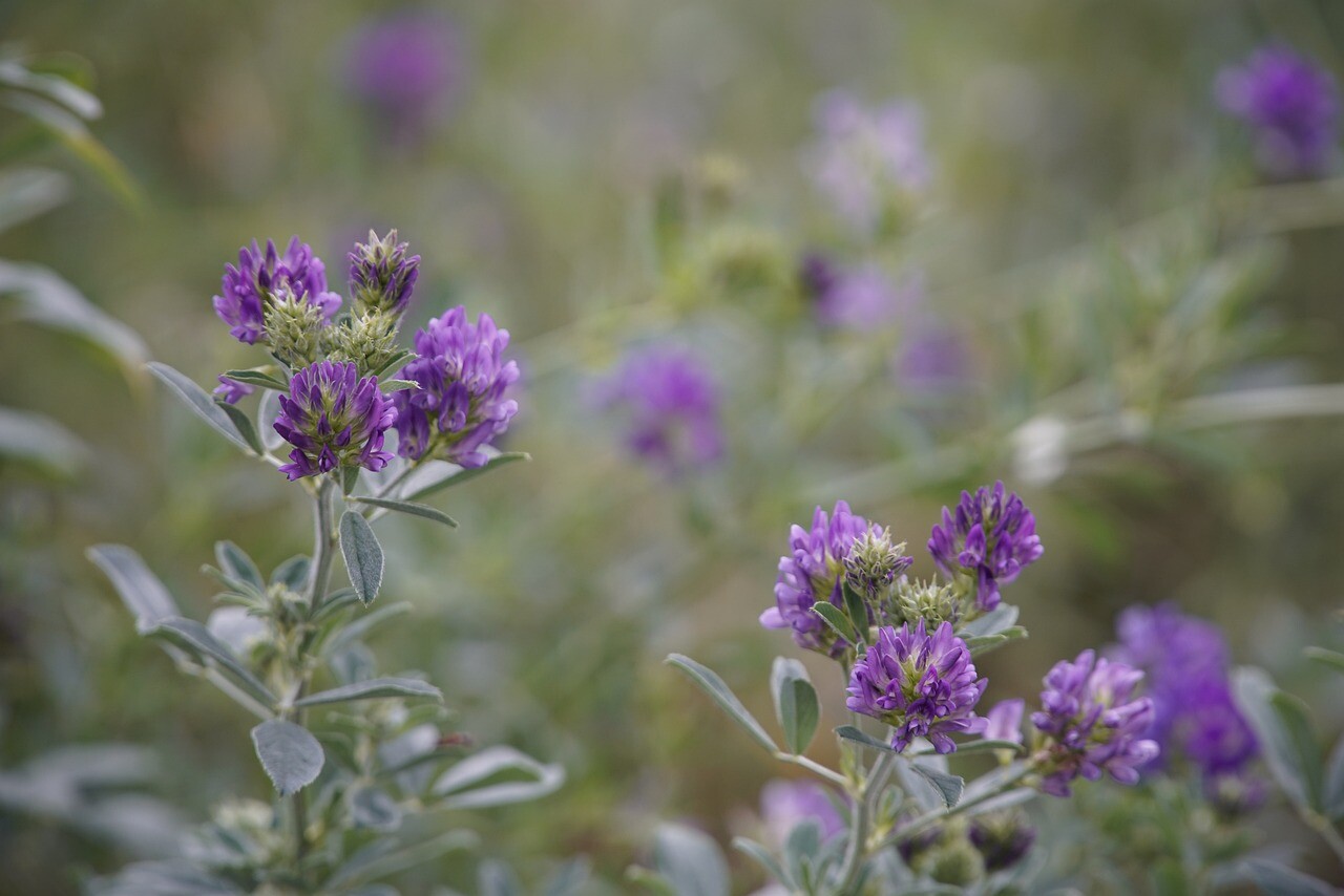Alfalfa Seeds for Planting - High-Yielding Forage Crop Nitrogen-Fixing NON-GMO gallery