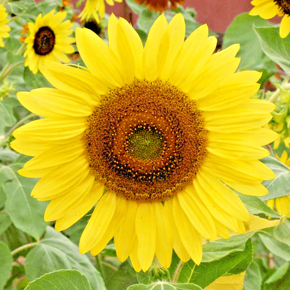 51+LEMON QUEEN SUNFLOWER Seeds Native Wildflower Branching Summer Flower Garden gallery