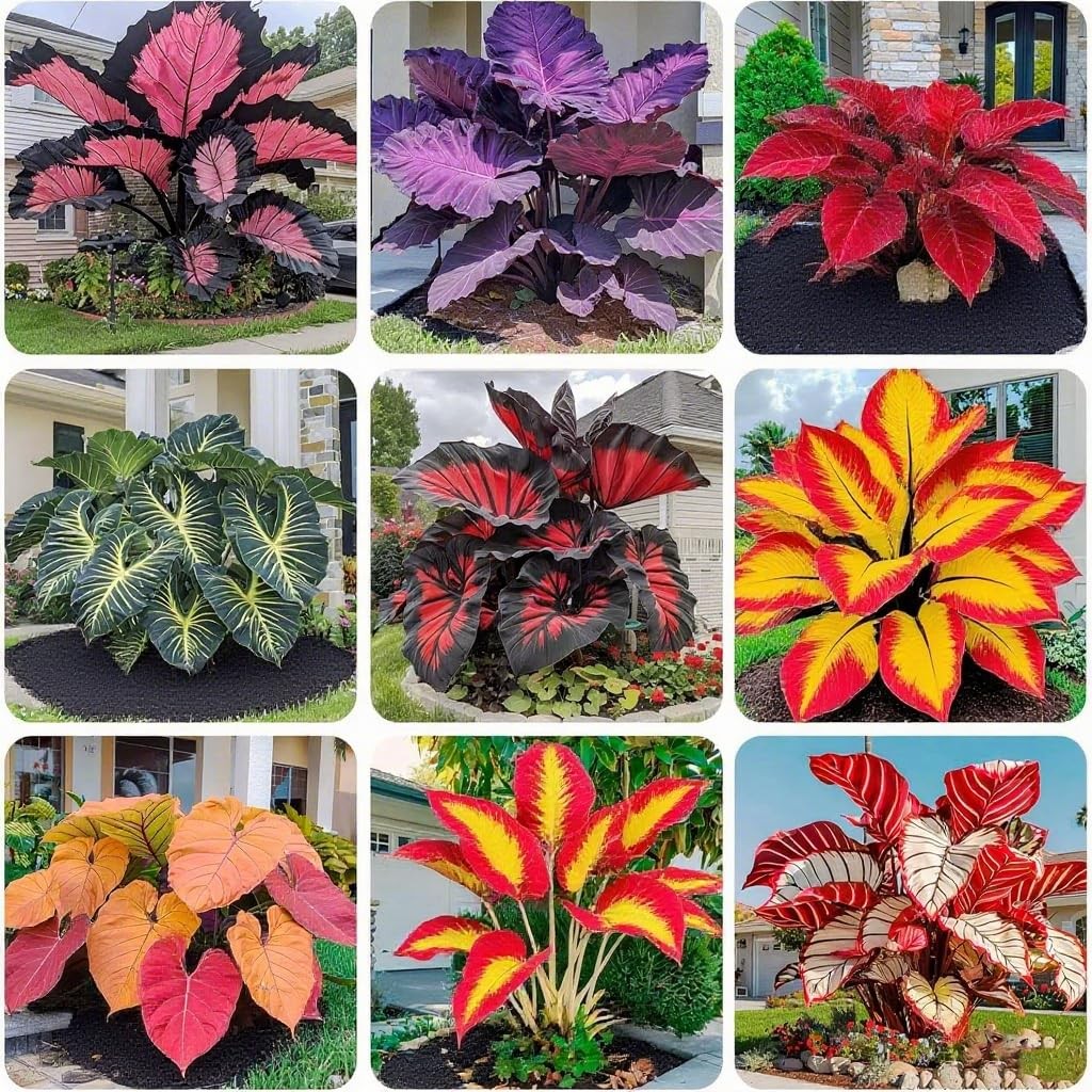 Hosta Seeds for Planting, 299+ Mixed Color Perennial Seed, Mix gallery
