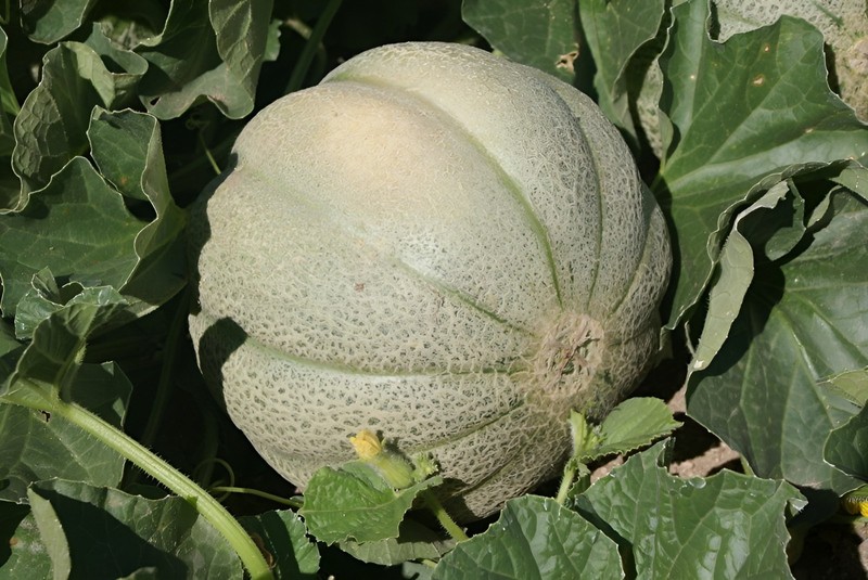 60 Heirloom "Hoodoo" Melon Seeds - American Classic Cantaloupe - Very Sweet gallery