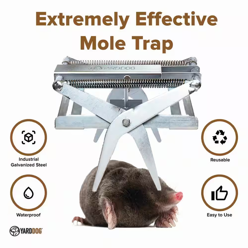 Mole Trap gallery