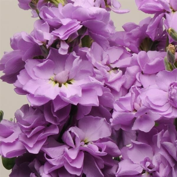 35 Lavender Blue Stock seeds gallery