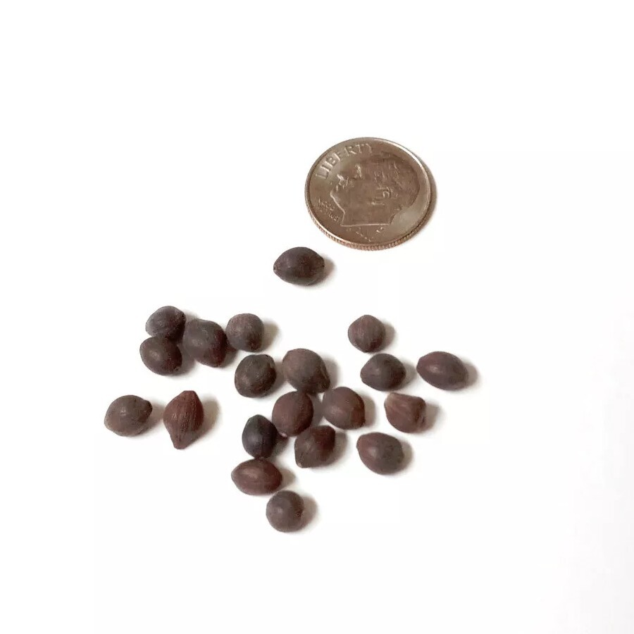 Native Wildflower Colorado or Desert Four O'clock Mirabilis multiflora Seeds gallery