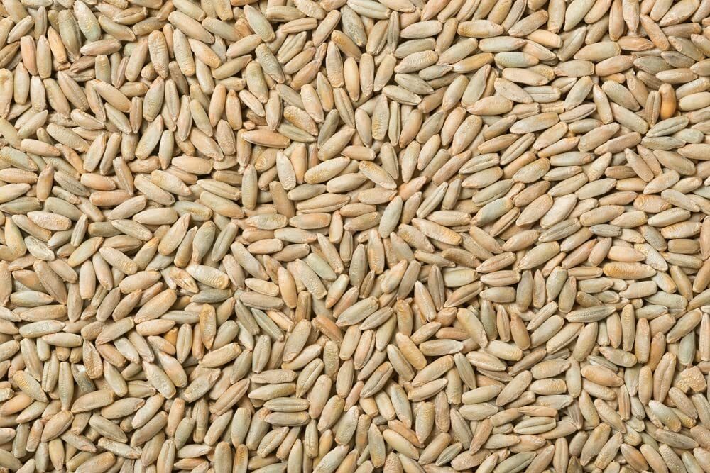 25 Pounds Rye Berries High in Fiber and Iron Made in USA gallery