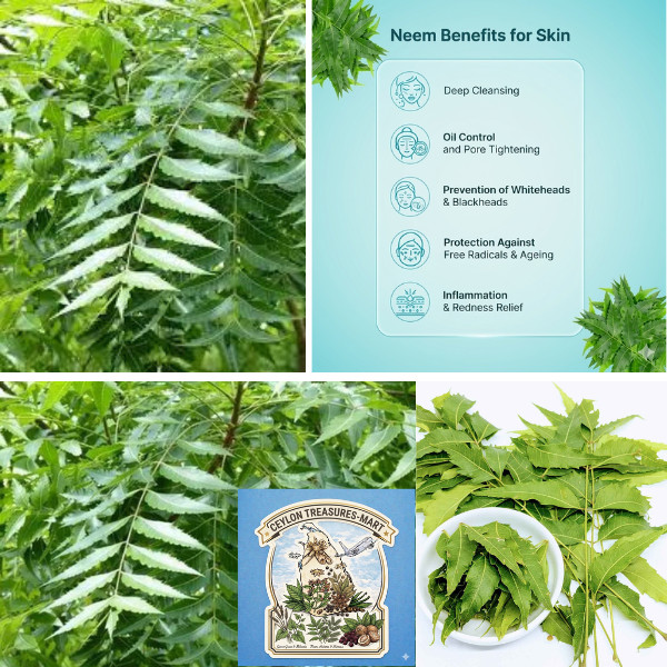 Neem Freshly Picked Dried Leaves Ceylon Herbal Organic Pure Premium Quality gallery