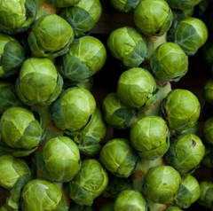 Brussel Sprouts CATSKILL Sweeter with Frost Dwarf 90 Days Non-GMO 500 Seeds!