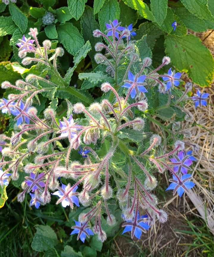Organic Heirloom *BORAGE* Herb Seeds 💙 Edible Flowers! Attract Pollinators! 🐝 gallery