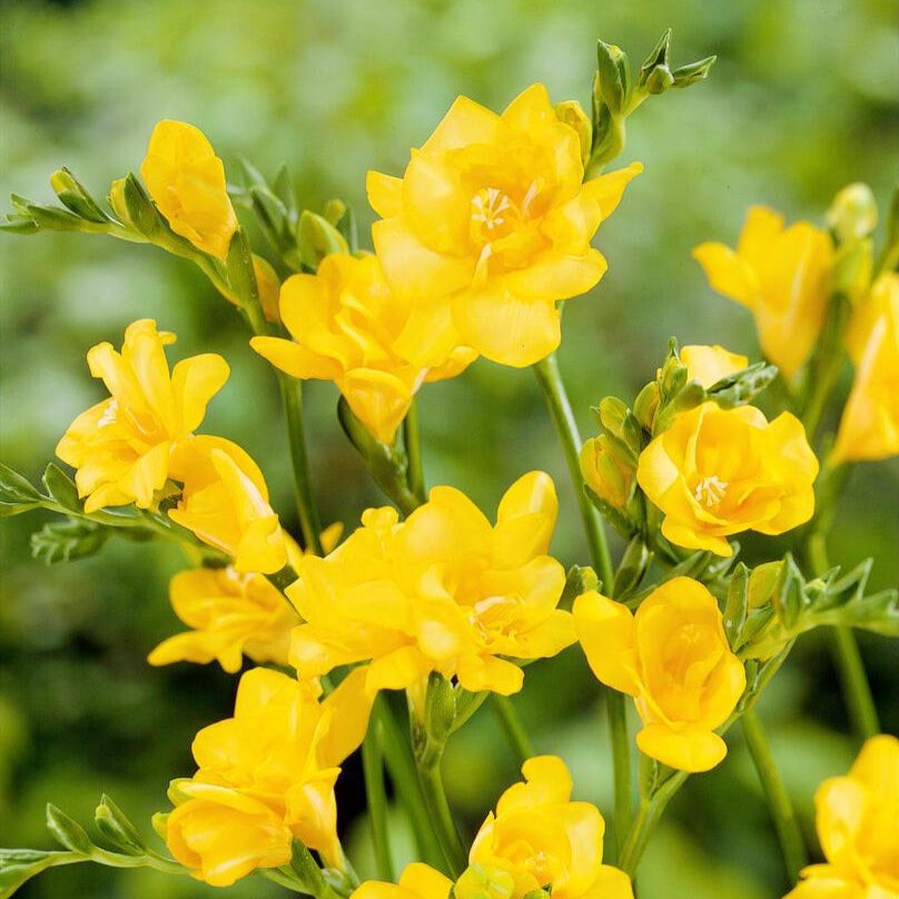 Freesia Double Yellow 15 Plant Bulbs, Spring Flowers Bloom in Sun gallery