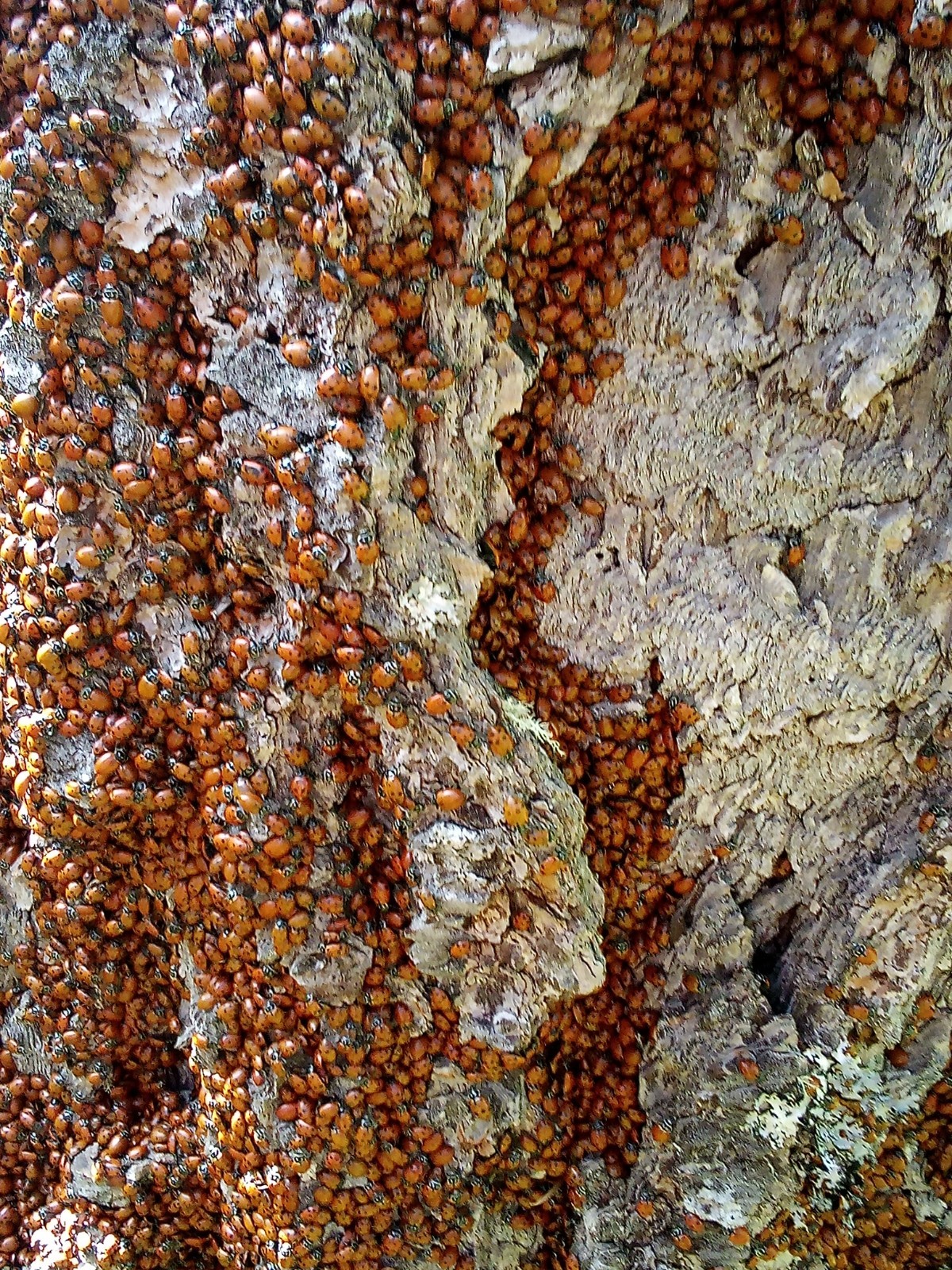 1500 Live Ladybugs gallery