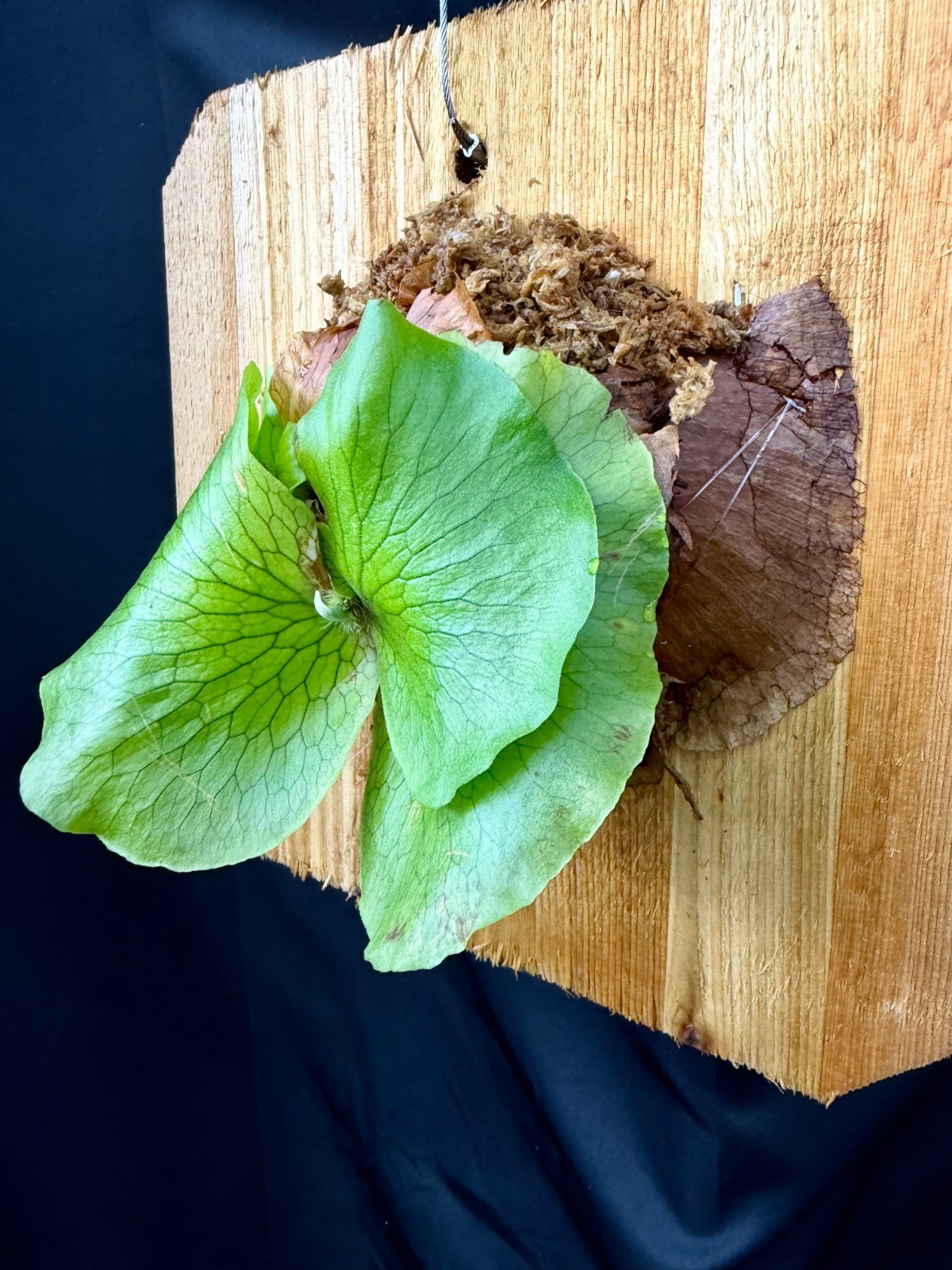 PLATYCERIUM ELLISOTIS - Beautiful staghorn fern! - ornate cedar mounted! gallery