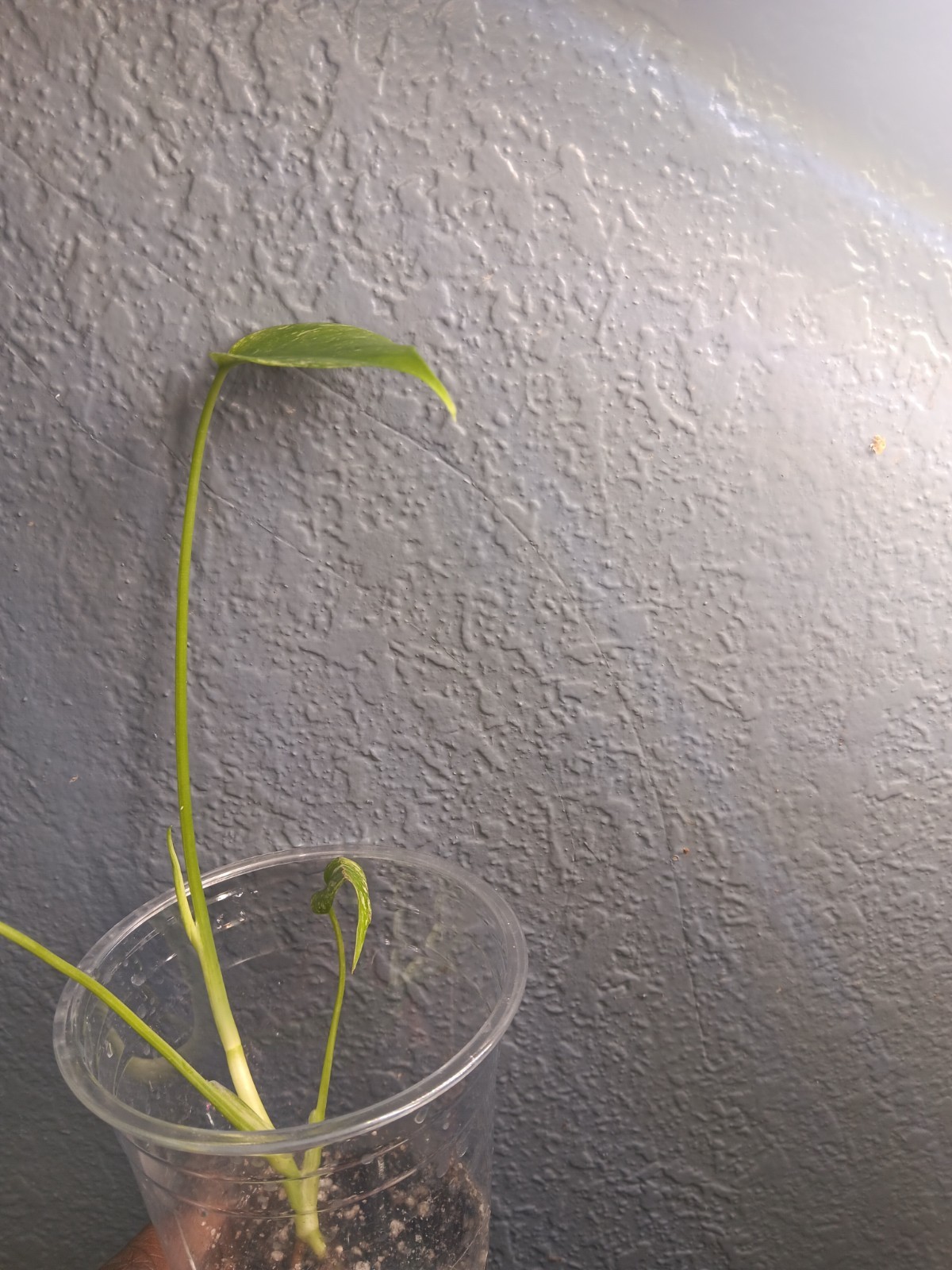 Monstera Mint Live Extremely Rare Variegated Tropical Houseplant gallery