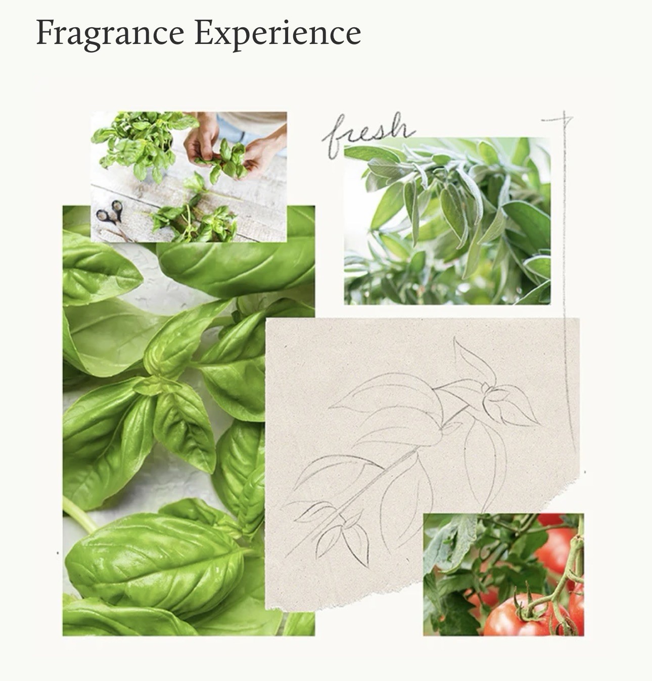 NEW IN BOX Thymes Fresh-Cut Basil Reed Diffuser, 4 fl oz gallery