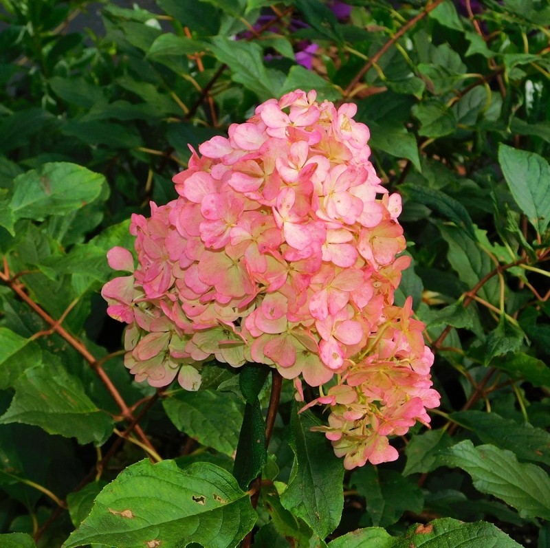 Raspberry Sundae Hydrangea Plants gallery