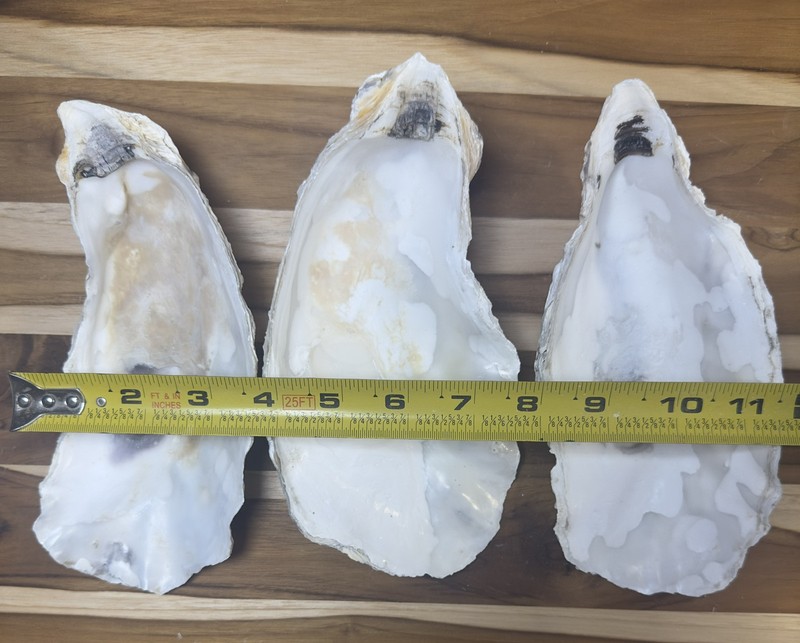 6 Oyster Shells Cup Side 7-9” Bulk Clean No Smell Art Jewelry Dish gallery