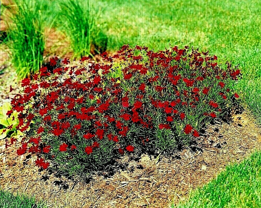 2001+Dwarf RED PLAINS COREOPSIS Seeds Native Wildflower Drought Heat Pollinators gallery