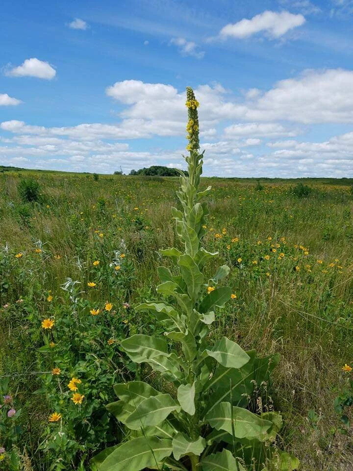 Common Mullein Seed ~ Verbascum thapsus ~ 300 to 200,000 seeds ~ 4 ounce bulk gallery