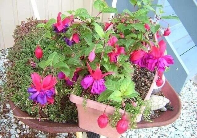 Mix 50pcs/bag Fuchsia Seeds Potted Flowers seeds,bonsai seeds.#5052 gallery