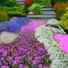 Ground Cover Plant Seeds Collection - 31,000+ Seeds Mix of Creeping Thyme, Alyss gallery
