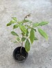 Longan Tree Dimocarpus Dragon Eye 10” With Pot Tropical Fruit Live Plant gallery