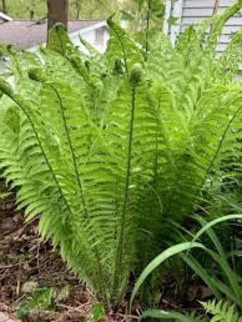 Matteuccia Ostrich Fiddlehead Struthiopteris Wildflowers Perennial 10 Bare Roots gallery