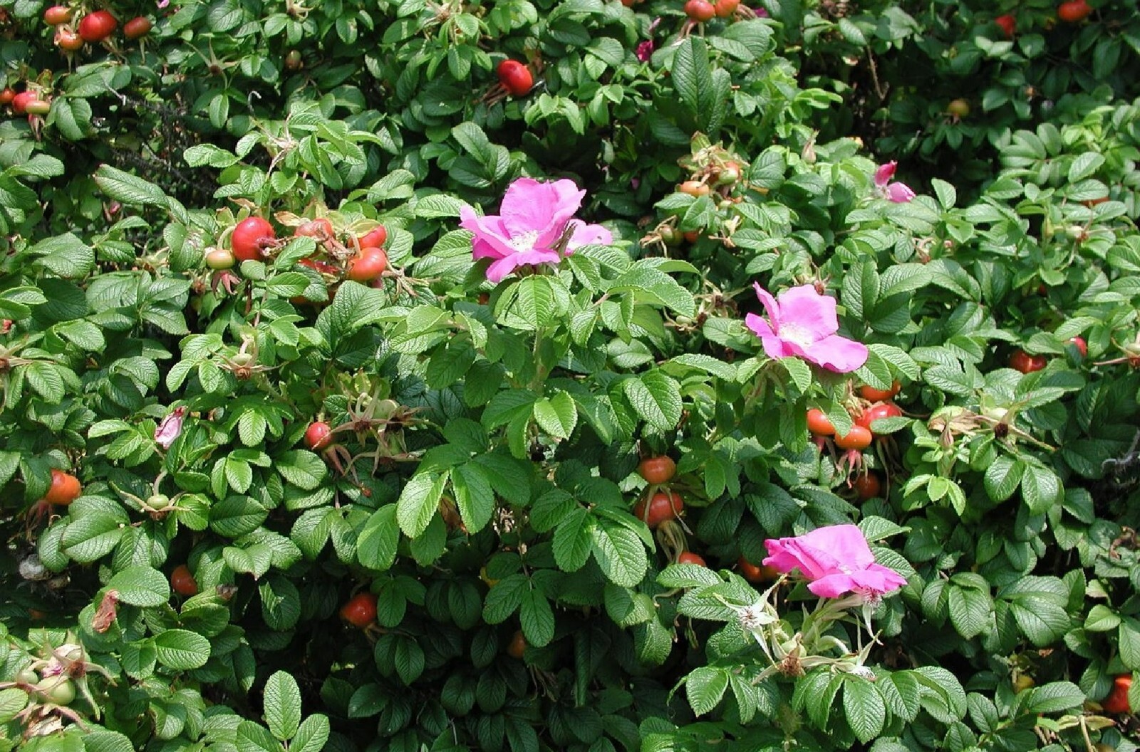 Seaside Pink Rose Fruiting Shrub {Rosa Rugosa}30+ seeds Free Shipping! gallery