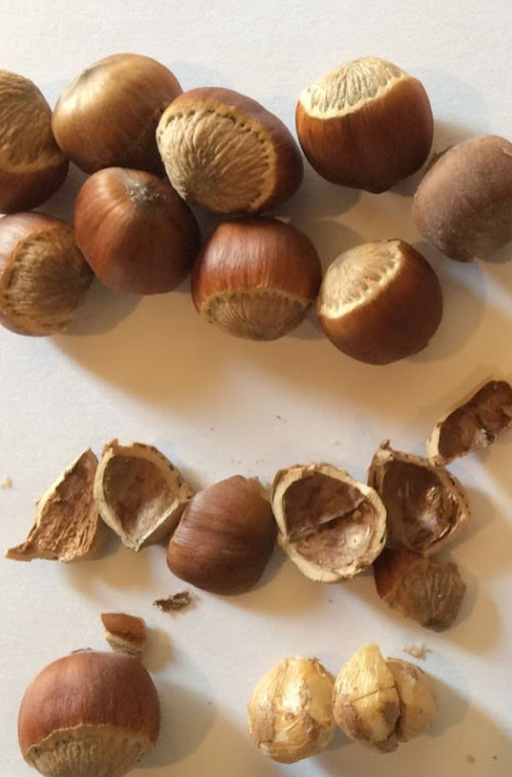 Live American Hazelnut Tree, 3 Gal Pot, 2–3 ft Tall, No Ship CA, HI, PR, GU, AK gallery