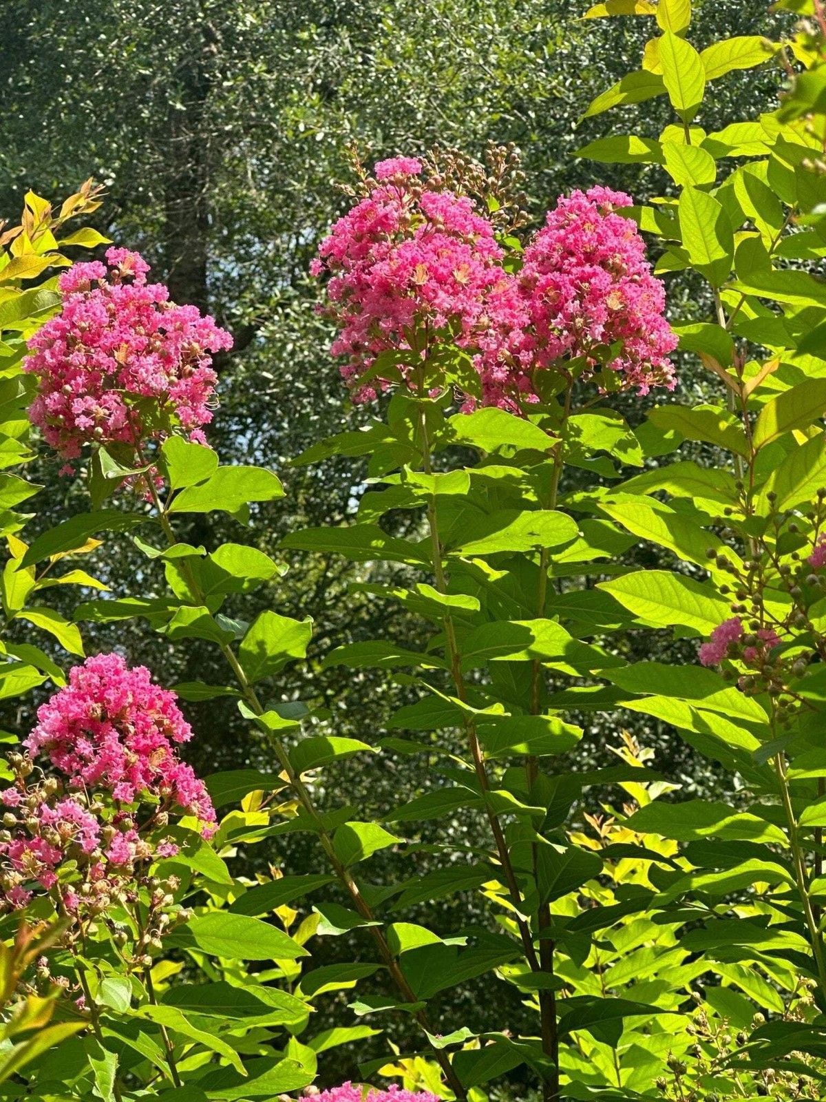 Cotton Candy Passion™ Crape Myrtle: Sweet and Vibrant Blooms gallery