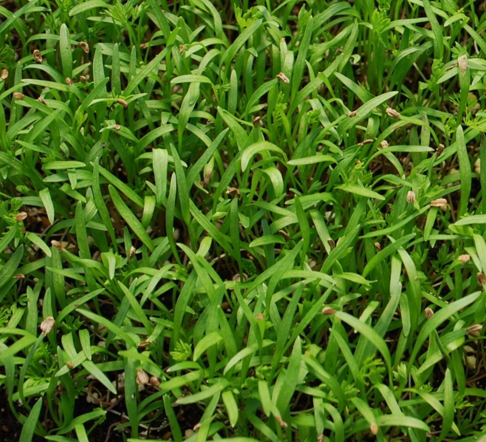 75,000+ Microgreens Seeds- Mega Assortment- Non-GMO- 7 Heirloom Varieties gallery