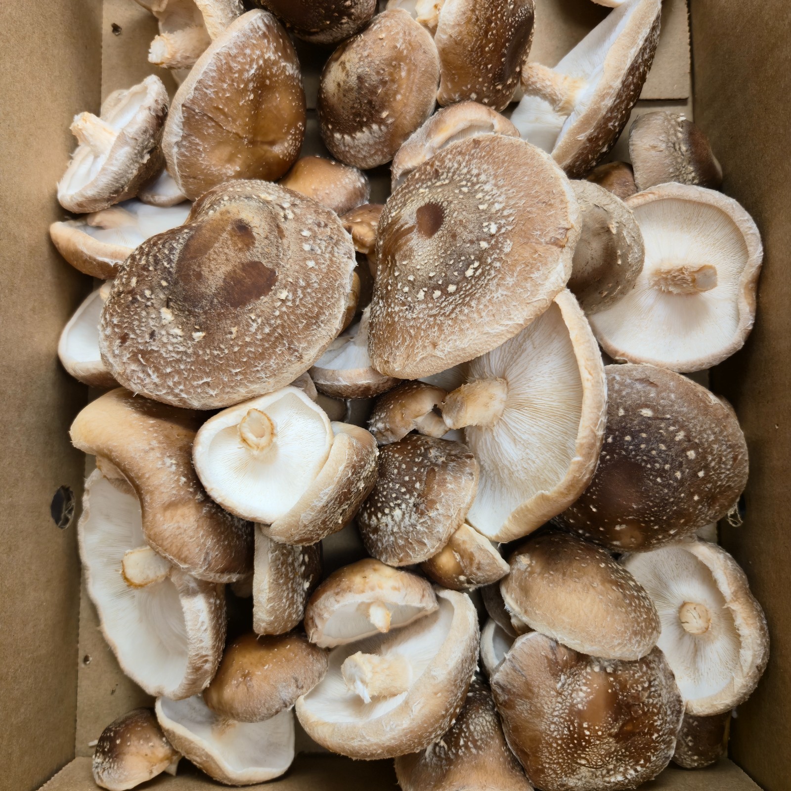Segura & Sons Shiitake Mushroom Grow Kit - First Flush Guarantee gallery