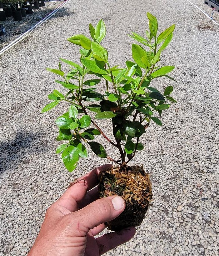 ( 1 ) - Blue Baron Rhododendron - Starter Plant ( L7 ) ( 1 live plant ) gallery