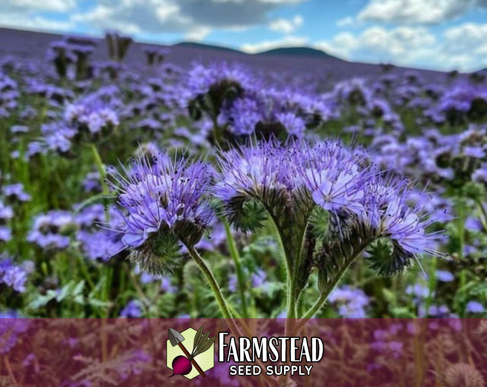 4,200+ Lacy Phacelia Seeds | Native Flower Gardening, Phacelia tanacetifolia gallery