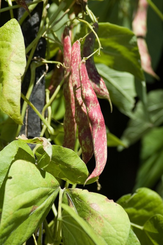 Pinto Bean Seeds gallery