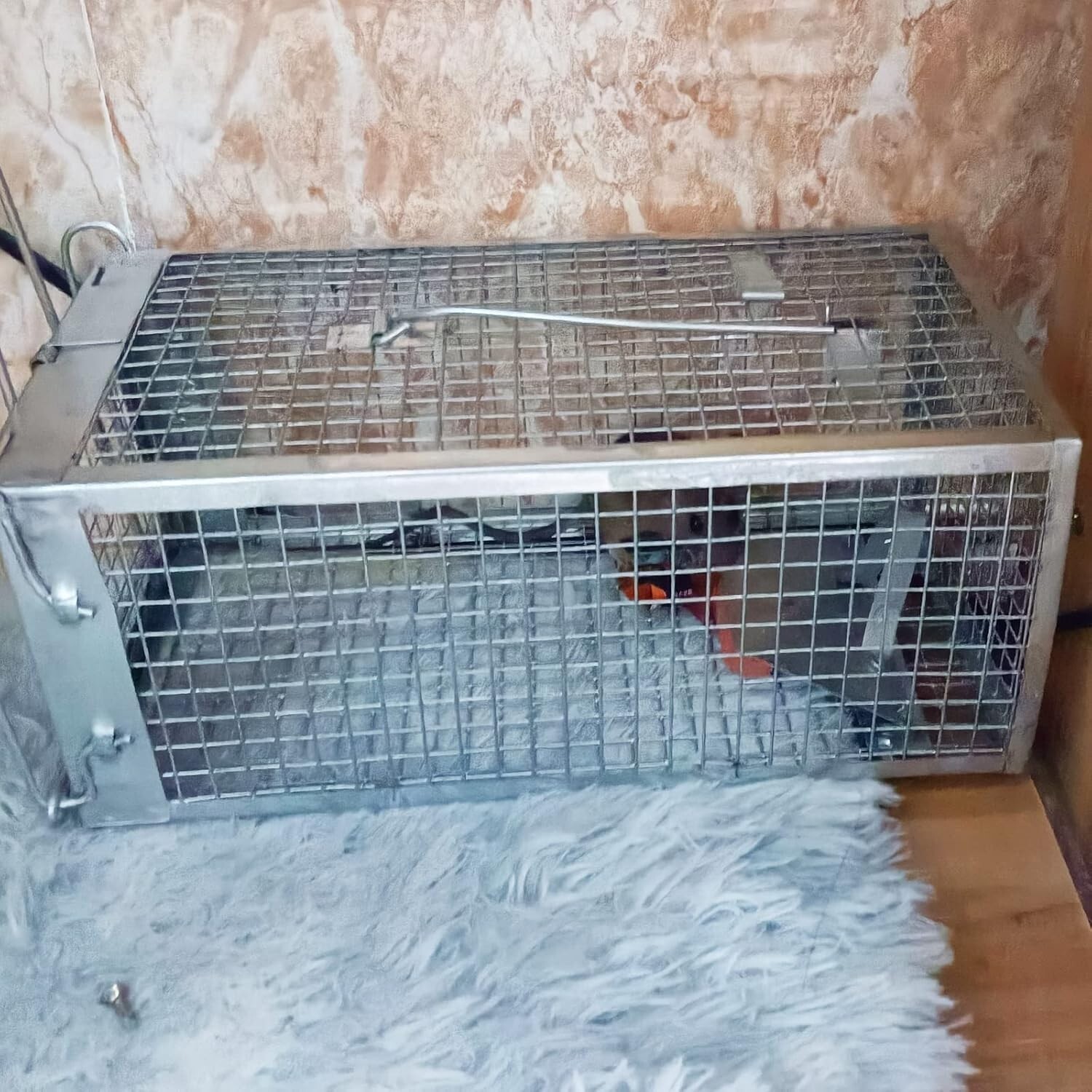 2 Pack Rat Trap Humane Mouse Traps Work Small Rodent Animal-Mice Catch Release S gallery