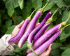 Live Chinese egg Plant – 8" Tall – 4" Pot – Edible Vegetable Plant gallery