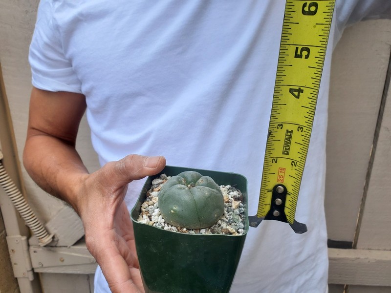 Unknown Cactus -G gallery