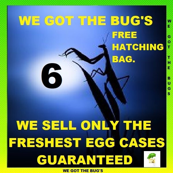 6 LARGE Fresh Praying Mantis Egg Case + Hatching Habitat Bag Picked 2025 Season gallery