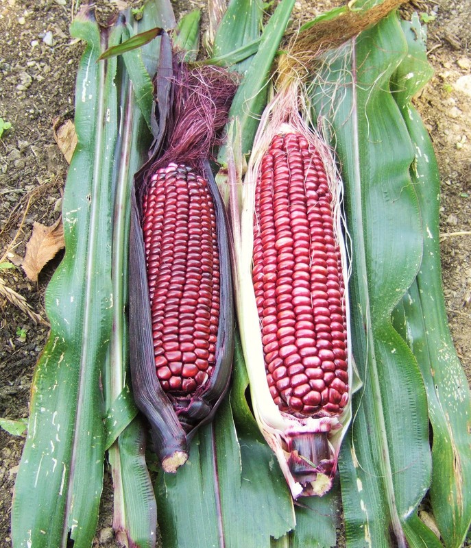 Double Red Sweet Corn Seeds | Purple Husk Stalk Indian Ornamental Dent Seed 2024 gallery