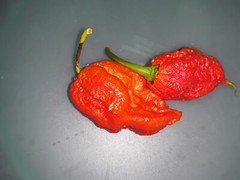50+ Authentic Red Apocalypse Scorpion Pepper Seeds World’s hottest pepper.