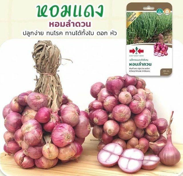 Premium Thai Asian Onion Shallot Seeds gallery