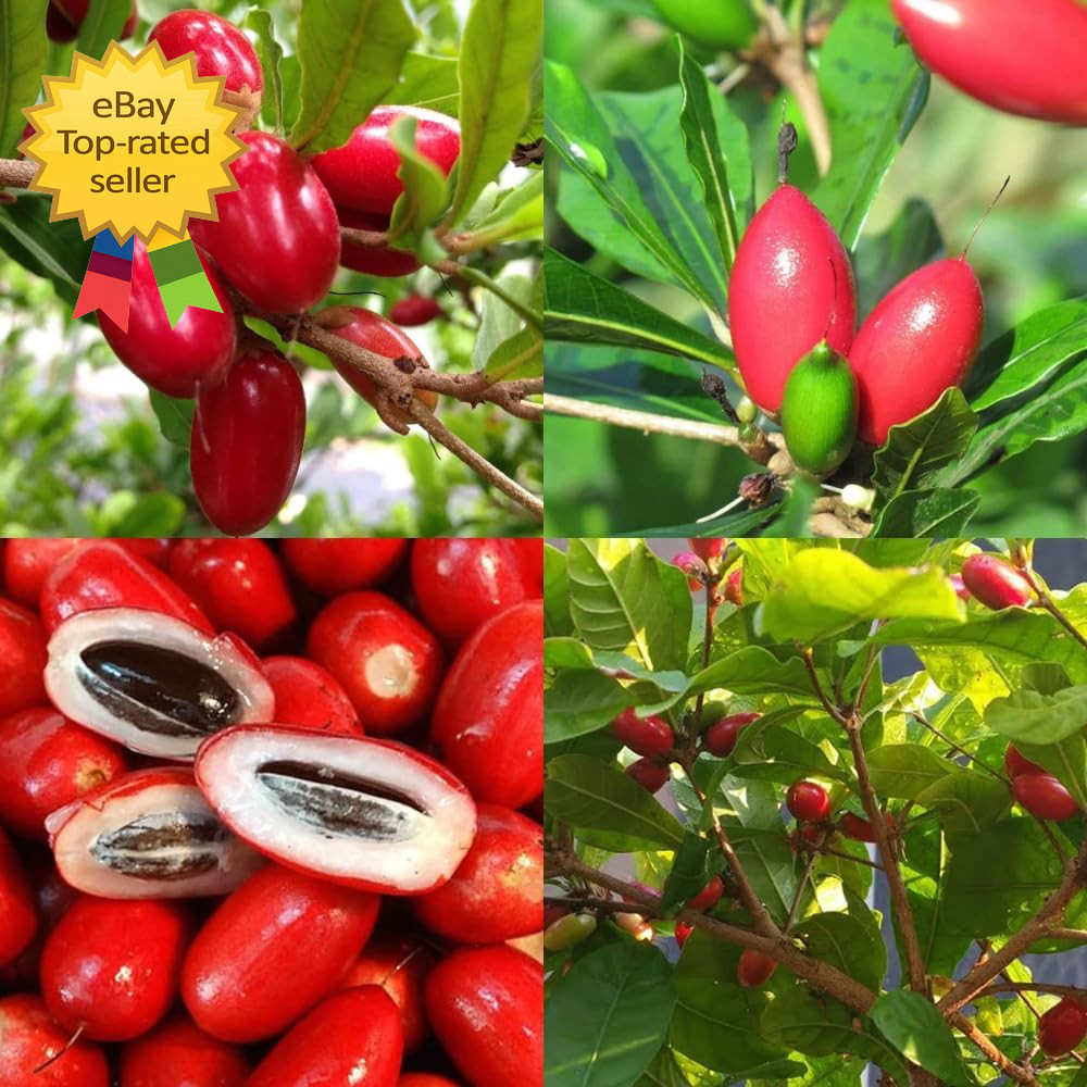 35 Tropical Miracle Berry Seeds Edible Plant Outdoor Garden Non GMO Heirloom Set gallery