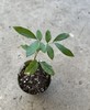 Longan Tree Dimocarpus Dragon Eye Tree 8” Live Plant Tropical Fruit gallery