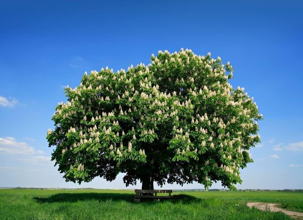 Colossal Chestnut Tree Seeds - Grow Huge Chestnuts - Castanea sp Colossal gallery